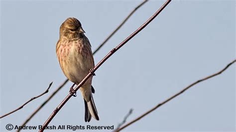 New york daily news |. Birding Dude: Exotic beauties in Queens NY...