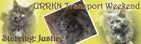 Justice Is Served Underground Railroad Rescued Kitty Network