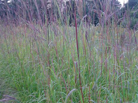 Groundwrx Grass Big Bluestem