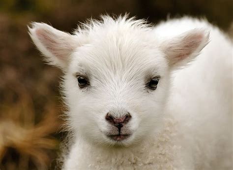 Lil Lamb Photograph White Baby Sheep Cute Animals Animals