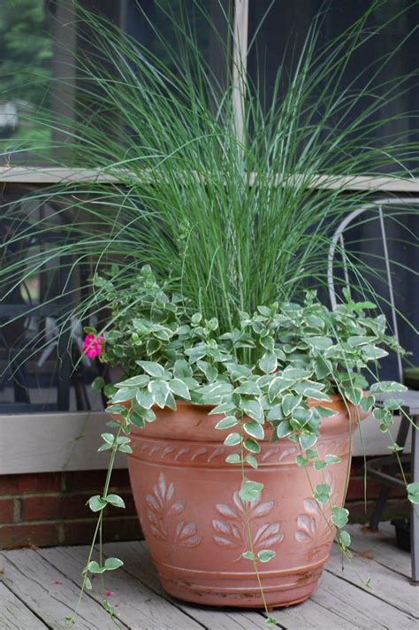 40 Best Ornamental Grasses For Containers Flower Pots Outdoor