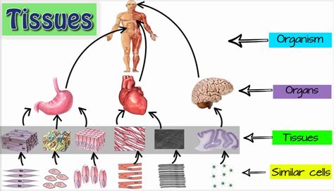 Tissues Introduction Biology Science Letstute Wced Eportal