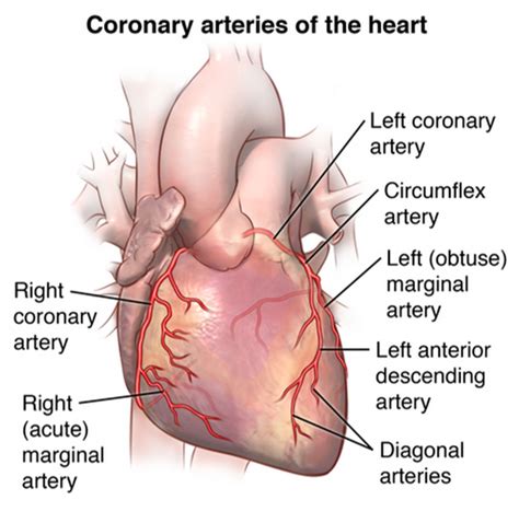 Your Coronary Arteries Cardiac Health
