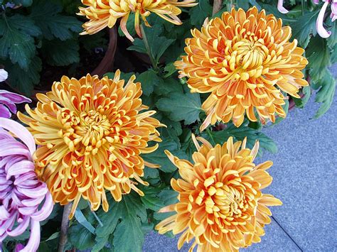 Flower Homes Chrysanthemum Flowers