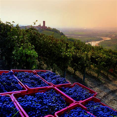 Vineyard Landscape Of Piedmont Langhe Roero And Monferrato Unesco