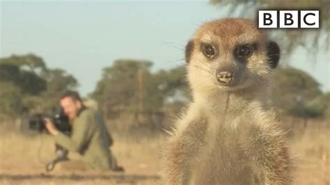 Introducing The Cheeky Kalahari Meerkats Planet Earth Live Bbc Youtube