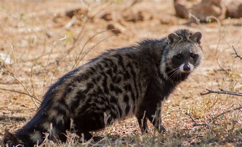 Things You Didnt Know About The African Civet