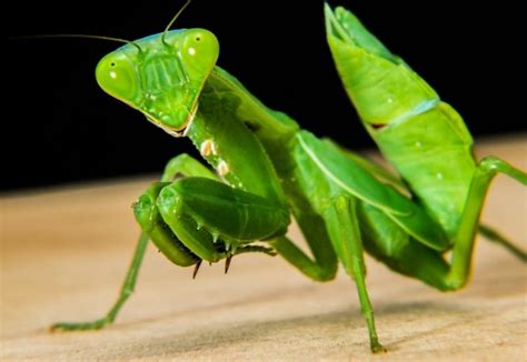 La Mantis Religiosa Características Alimentación Reproducción