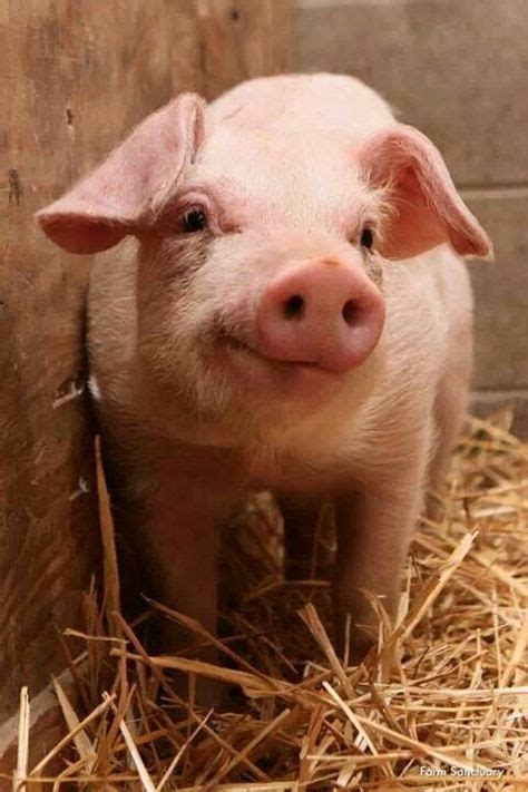 25 Pig Smiling Ideas Pig Baby Pigs Cute Animals