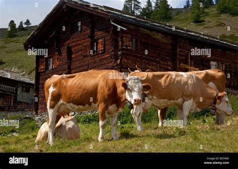 Swiss Countryside Cows High Resolution Stock Photography And Images Alamy