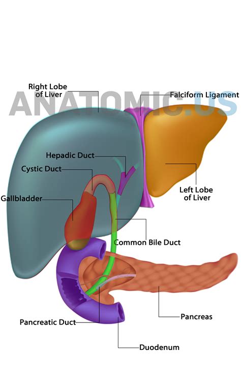 Anatomy Flashcards Liver Gallbladder Pancreas