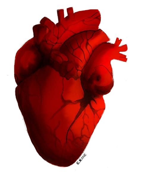Free Heart Science Cliparts Download Free Heart Science Cliparts Png