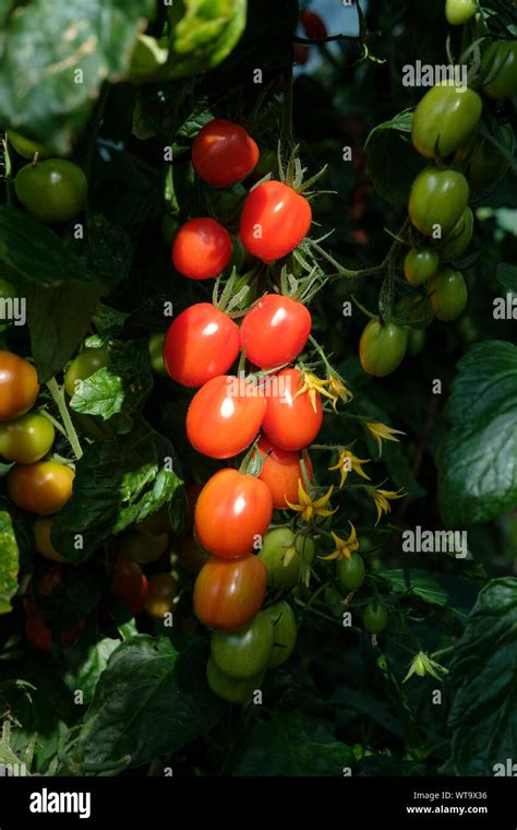 Italian Plum Tomatoes Hi Res Stock Photography And Images Alamy