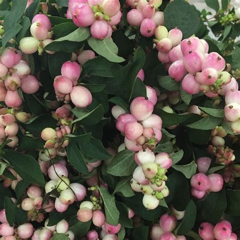 Pink Snow Berries Are Also Availablebeautiful Flowers Holland