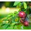 Heirloom Apple Trees To Plant At Home  Horticulture