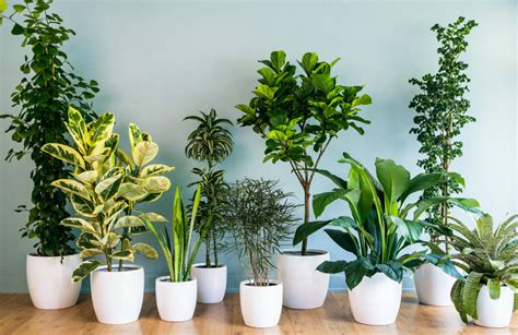 6 φυτά που θα καθαρίσουν την ατμόσφαιρα του χώρου σας airplants gr