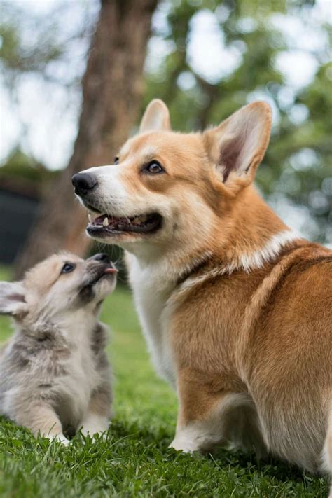Are you looking to add a new furry friend to your family? Corgi Puppies 107 - Meowlogy
