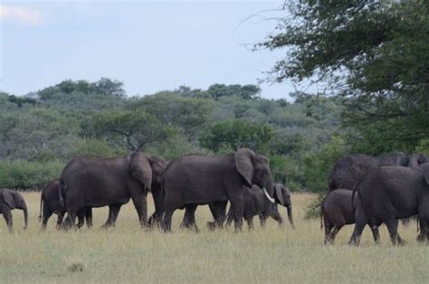 Elephant Slaughter By Poachers In Africa Soars To 100000 In 3 Years