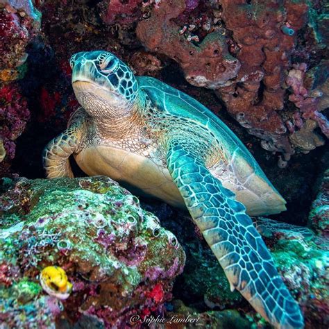 Pin By John Jones On Sea Turtles In 2022 Turtle Sea Turtle Scuba Diving