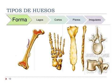 Clasificacion De Los Huesos