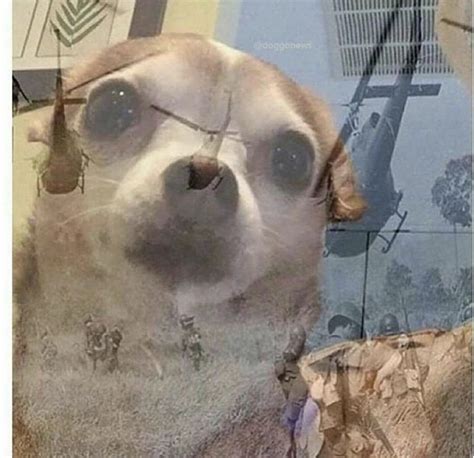 Ptsd Chihuahua Meme Template Memesportal