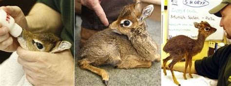 Cute Animals Kirks Dik Dik Antelope Given The Cold