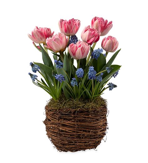 Pink Tulip And Muscari Flower Bulb T Garden Plow And Hearth