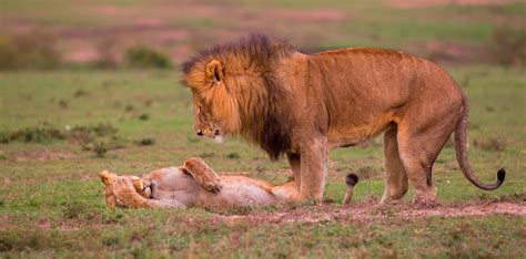 Worlds Funniest Animal Photograph Finalists Revealed World News