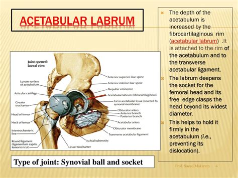 Acetabular Labrum Anatomy Human Anatomy B