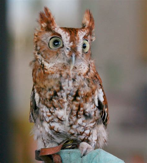 Fileeastern Screech Owl Megascops Asio Rwd