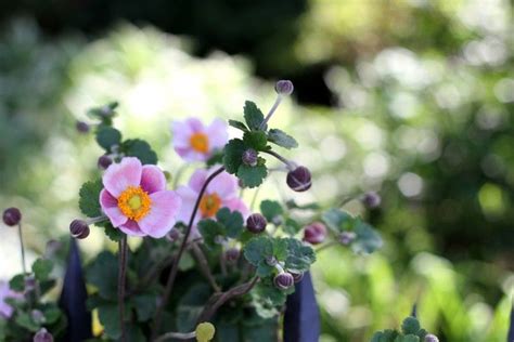 Fall Blooming Anemones For Autumn Color Plants Anemone Spring Flowering Bulbs