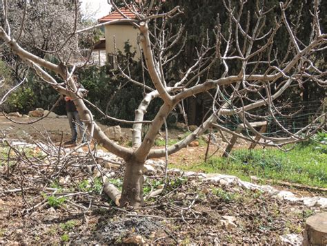 Tree training is a much more efficient and desirable way to develop form and structure. How to Prune Fruit Trees Tutorial | DIYIdeaCenter.com