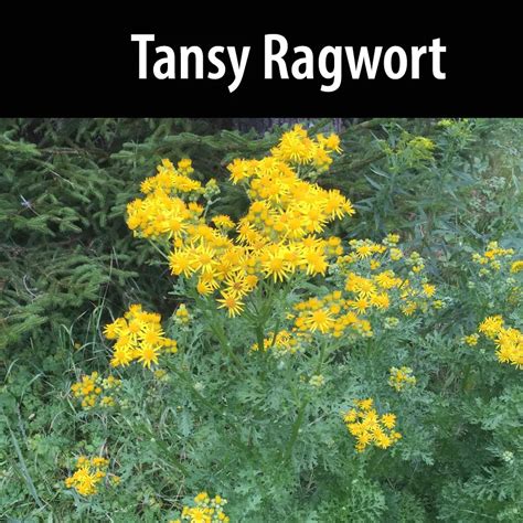 Tansy Ragwort Alberta Invasive Species Council