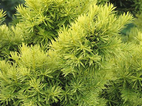 dwarf golden japanese yew taxus cuspidata nana aurescens in fayetteville springdale rogers