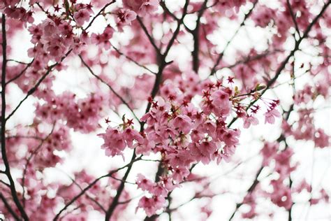 62 Amazingly Beautiful Sakura Trees Infinite World Wonders