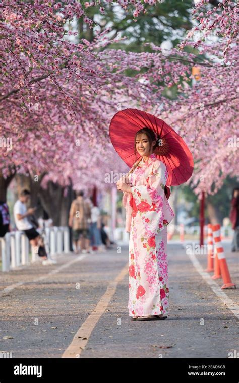 woman in yukata kimono dress holding umbrella and looking sakura flower or cherry blossom