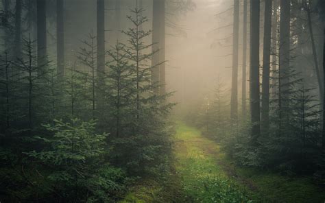 Обои лес в тумане фото Каталог Фото
