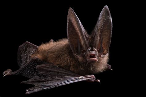 Picture Of A Townsends Big Eared Bat Corynorhinus Townsendii At The
