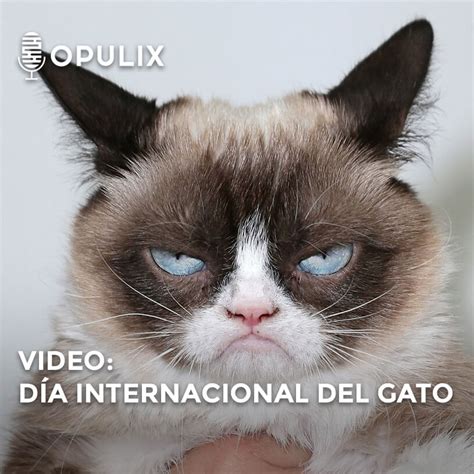 8 De Agosto Día Internacional Del Gato Opulix