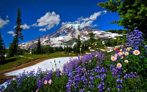 Mountains Snow Flowers Wallpapers Hd Desktop And