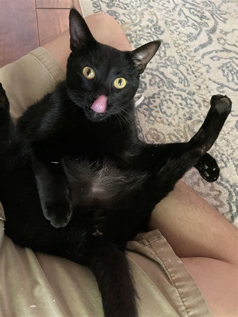 My Cat Winston Trying To Look Sexy Funny