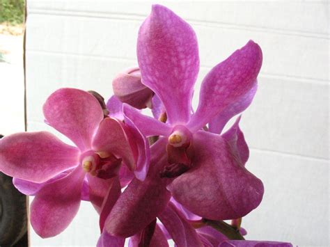 Aranda Orchids Green Point Nurseries Inc
