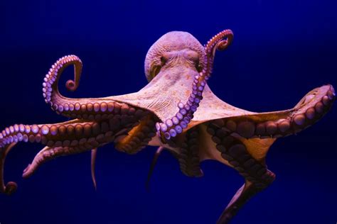 World Octopus Day Ten Amazing Facts About These Animals