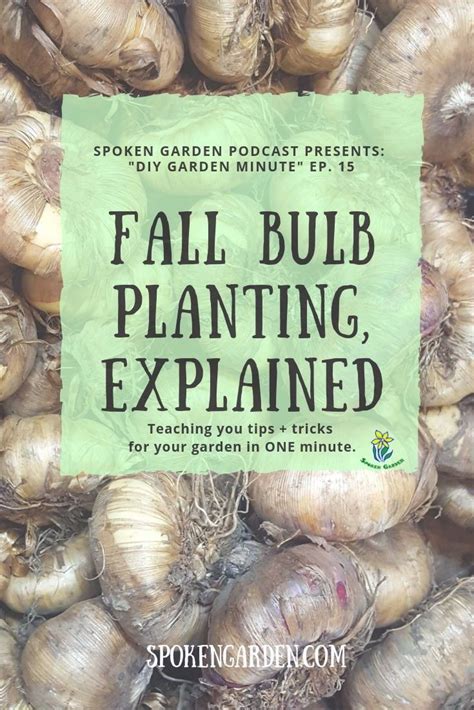 Fall Bulb Planting Tips Image To U