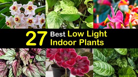 This forgiving plant doesn't mind irregular watering and goes for weeks without water if grown in cool indoor conditions. 27 Best Low Light Indoor Plants for Light-Starved Rooms