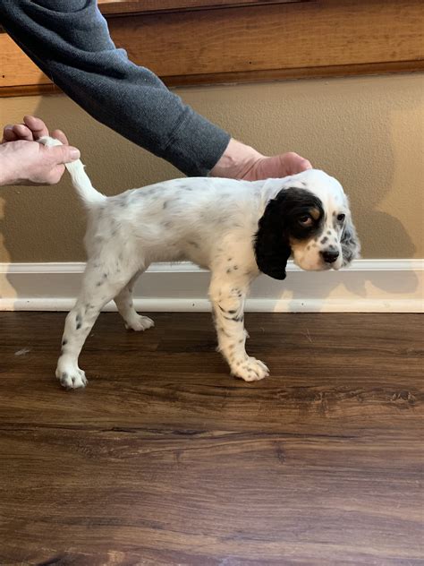 Fdsb English Setter Puppies For Sale Michigan Sportsman Online