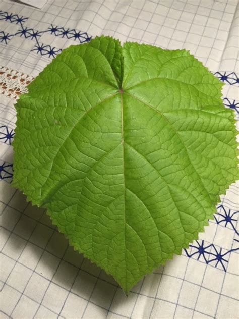 Weiß/gelbes im gegenlicht leuchtendes blatt auf einer mit ta benetzen wiese. Vieldiskutierter Baumsprössling ---> Paulownia tomentosa ...