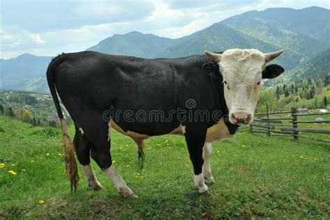 Bull On A Mountain Pasture Stock Photo Image Of Mammal 193740568
