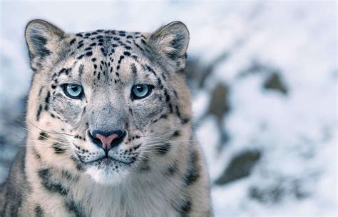 Iucn Snow Leopard Threat Level Endangered Picture Endangered