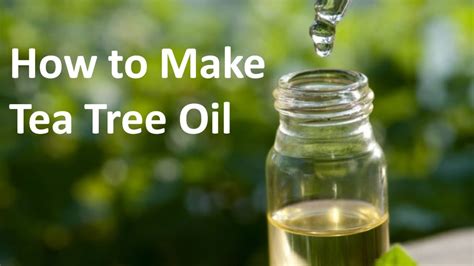 You know, i could do with a good cup of tea. How to Make Tea Tree Oil - YouTube